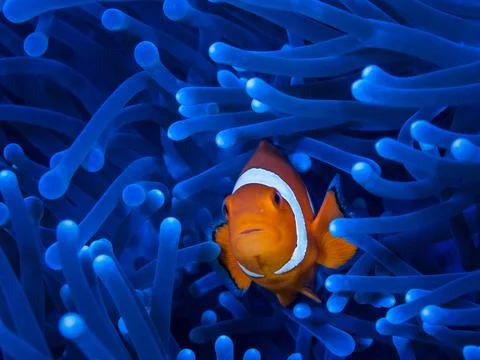 One small orange clownfish looks curiously from a bright blue anemone Stock Photos