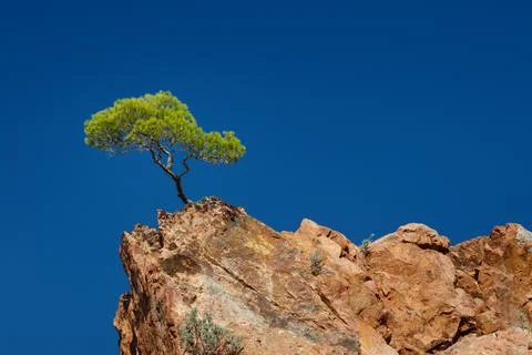 One small pine tree standing at the edge of a brown rock under a blue sky Stock Photos