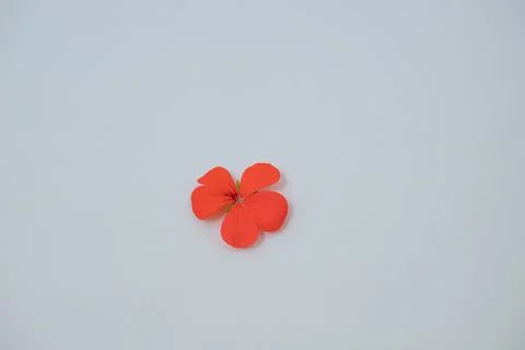 One small red flower with five petals on a white background Stock Photos