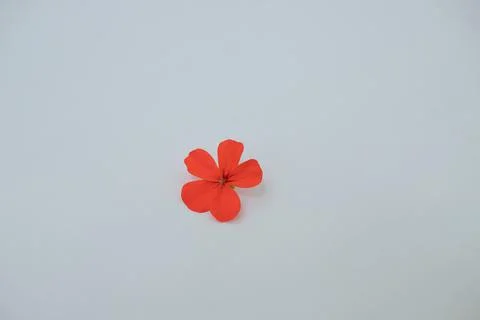 One small red flower with five petals on a white background Stock Photos