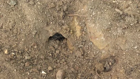 One small scorpion crawled out of a burrow. Stock Footage 165288533