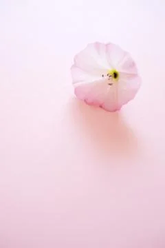 One small tender flower with opened bud on the white paper Photos