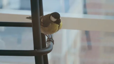 One small titmouse in closeup Stock Footage 233564506