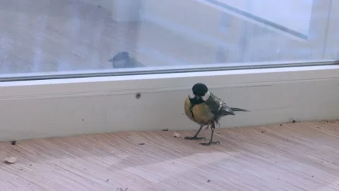One small titmouse eating dried fly Stockbeeldmateriaal 233564507