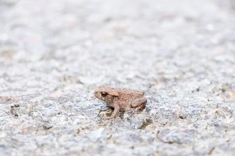 One small toad sits on wet asphalt on the road Foto stock