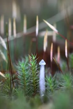 One small toadstool closeup Stock Photos