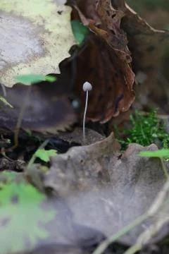 One small toadstool closeup Stock Photos
