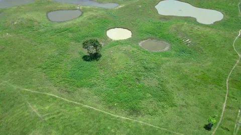One small tree in the middle of green grass and lake Stock Footage 213918101