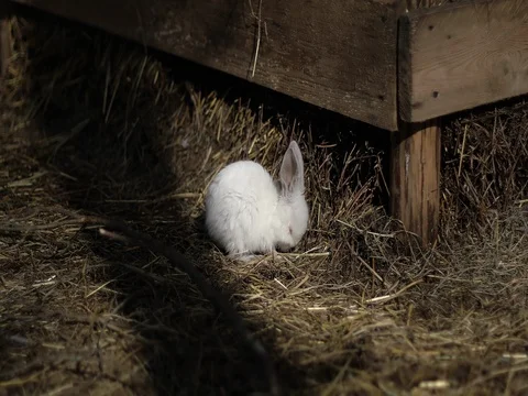 One small white rabbit eats hay. Stock Footage 75942209