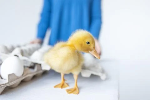 One small yellow duckling next to the egg on whte background, where is baby.. Stock Photos