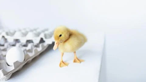 One small yellow duckling next to egg on whte background, selective focus, .. Stock Photos