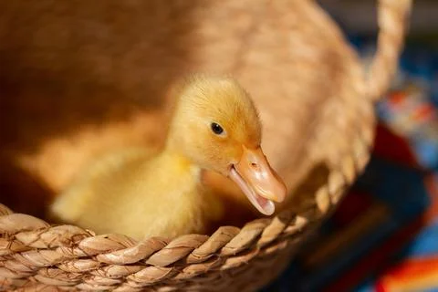 One small yellow duckling in wicker basket on sunny day, selective focus Stock Photos