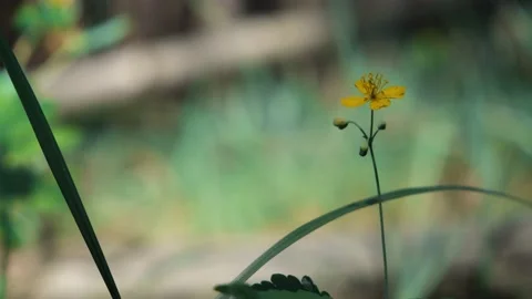 One small yellow flower Stock Footage 132559132