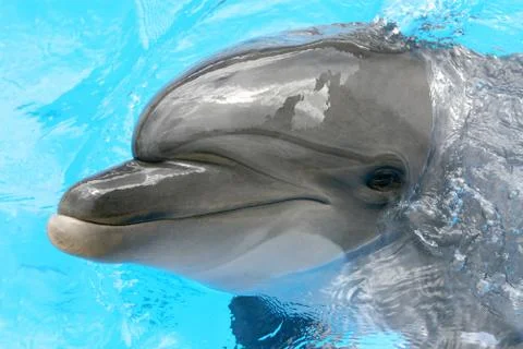 One smiling dolphin Stock Photos