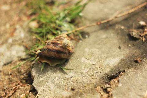One snail on another in the grass Stock Photos