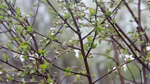 One snail on cherry blossoms Stock Footage 106406473