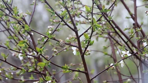 One snail on cherry blossoms Stock Footage 106409089