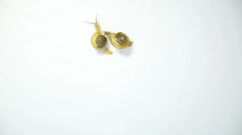 One snail climbing on another 스톡 동영상 41871966