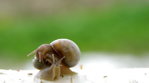 One snail crawling on a second snail Stock Footage 37536130