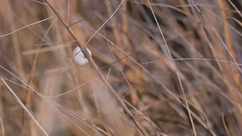 One snail on grass 스톡 동영상 92347825