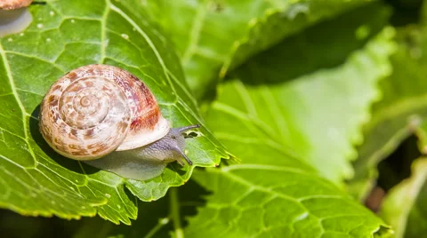 One Snail on a Green Leaf 스톡 동영상 41588514