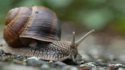 One snail on the natural background, macro view Stock Footage 135479437