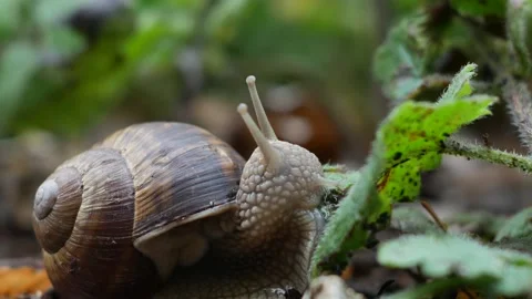 One snail on the natural background, macro view Stock Footage 135479475