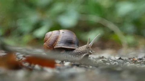 One snail on the natural background, macro view Stock Footage 135479491