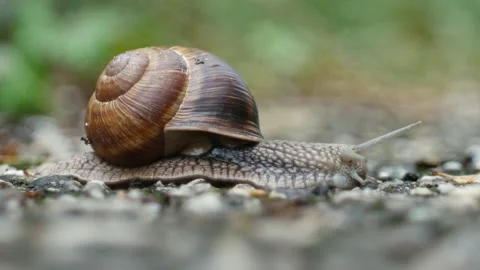 One snail on the natural background, macro view Stock Footage 135479494