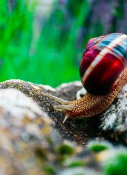 One snail on the natural background, macro view.  Big beautiful helix with sp Stock Photos