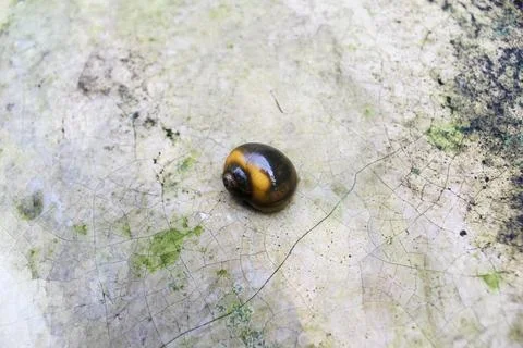 One snail put on the floor Stock Photos