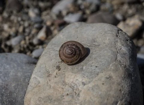 One snail shell on a big stone Foto stock