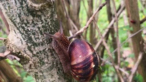 One snail slither up the branch of tree on background of green forest close up Stock Footage 153276518