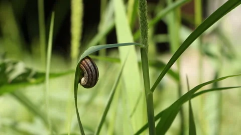One snail in the spring in the garden stands on the green grass Stock Footage 106633619