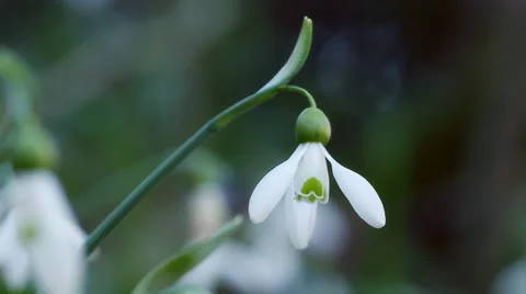 One snowdrop Stock Footage 48481196