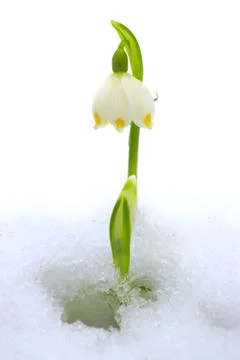 One snowflake in snow Stock Photos