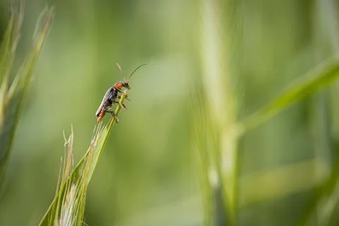 One soft beetle sits on an ear of grain Stock Photos