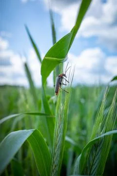 One soft beetle sits on an ear of grain Stock Photos