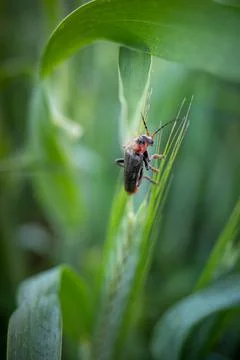 One soft beetle sits on an ear of grain Stock Photos