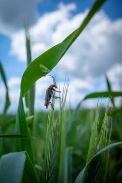 One soft beetle sits on an ear of grain Stock Photos