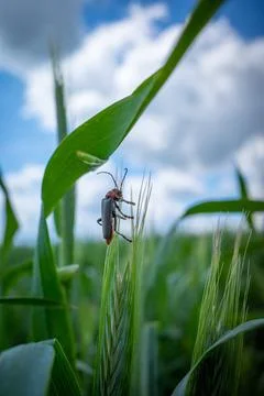 One soft beetle sits on an ear of grain Foto stock