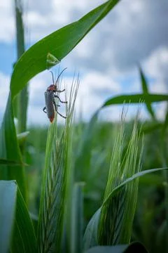 One soft beetle sits on an ear of grain 写真素材