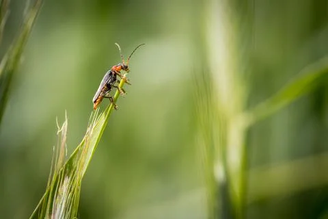 One soft beetle sits on an ear of grain Stock Photos