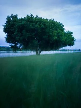 One solid tree with a large canopy overgrown with green leaves Stock Photos