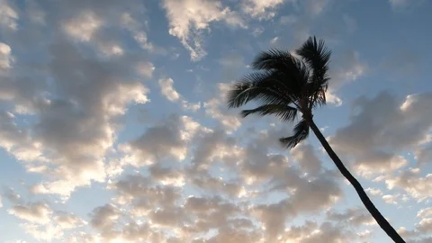 One Solo Palm Tree Blowing In Sunset Wind Stock Footage 106098469