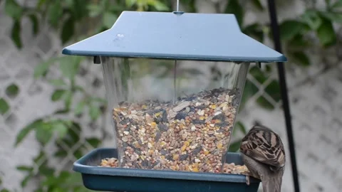 One sparrow kick another off the bird feeder Stock Footage 205076819