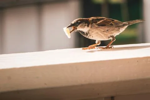 One sparrow sitting on a windowsill eats a piece of cheese Stock Photos