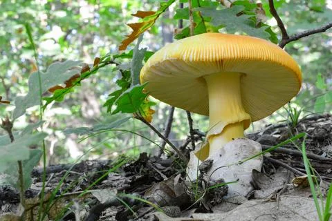 One specimen of well developed Caesar's mushroom, copy space Stock Photos
