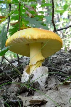 One specimen of well developed Caesar's mushroom Fotos de archivo