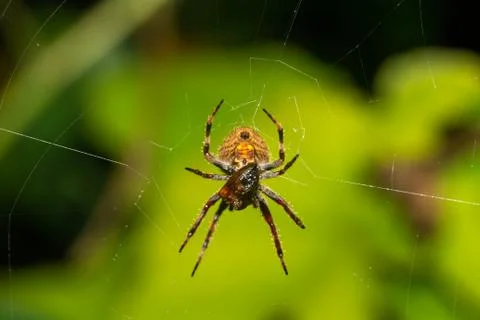One spider in its web in the rainforest Stock Photos